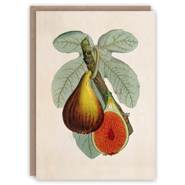 Fig Plant Notecard