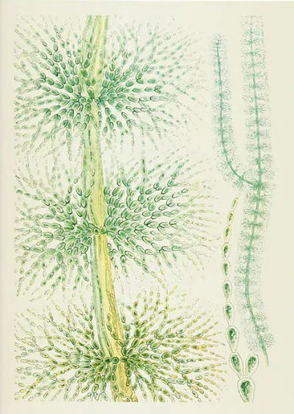 Notebook British Fresh-Water Algae