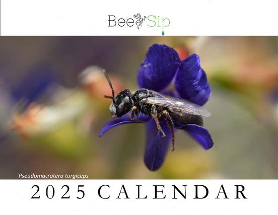 BeeSip 2025 Calendar